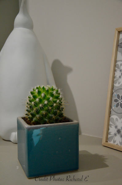 Penguin cactus deco hannah elizabeth interior design